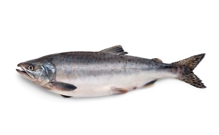 【極味】一汐紅鮭切り身（3切入×6袋） ふるさと納税 鮭 F4F-1836