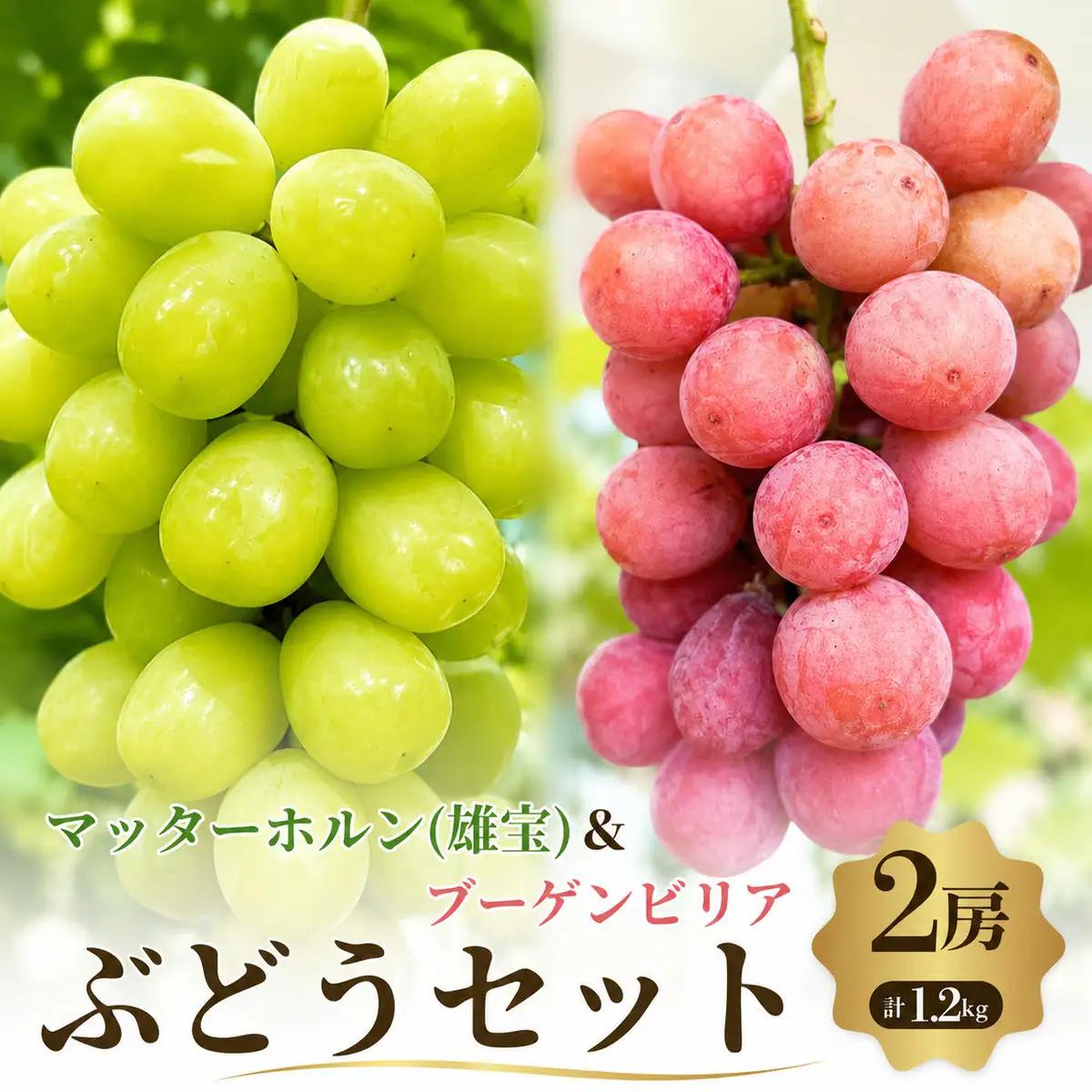 ぶどうセットマッターホルンブーゲンビリア希少2品種ぶどうセット【2房計1.2kg】【先行予約】