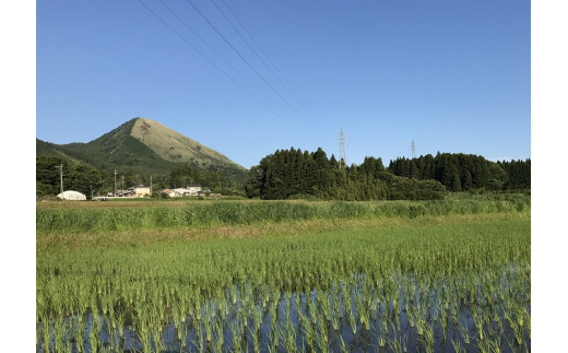 【数量限定！農家から直接お届け】令和8年産特別栽培米 いのちの壱(白米)2kg×2