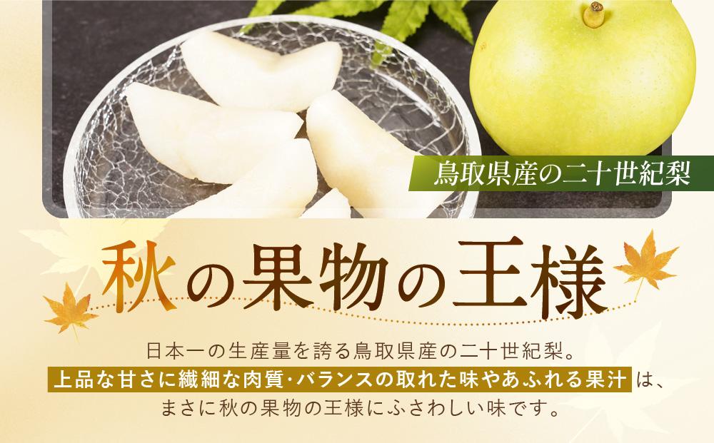 【先行予約】数量限定 鳥取県産梨 二十世紀梨 5kg（12～14玉）