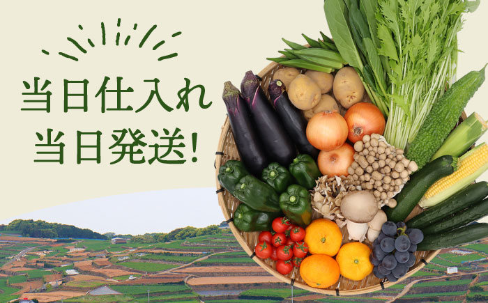 【10回定期便】 豪華！野菜 果物 きのこセット 15品目以上  / 野菜定期便 やさい定期便 フルーツ 果物 キノコ 詰め合わせ / 南島原市 / 吉岡青果 [SCZ025]