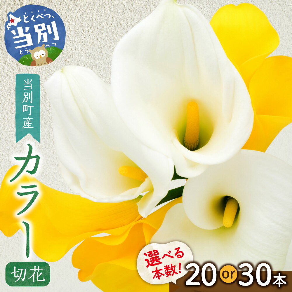 【ふるさと納税】カラー 切花 選べる 20本（2～3品種）or 30本（3～4品種）四季農場《7月上旬-10月中旬出荷》北海道 当別町 花 お花 はな カラー 切り花 冷蔵便 北海道産 当別町産 インテリア