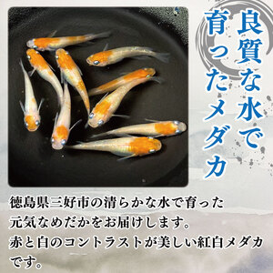 めだか 紅白 3匹 死着補償 +1匹 エサ付き 魚 生体 観賞用 ペット 【 めだか 】