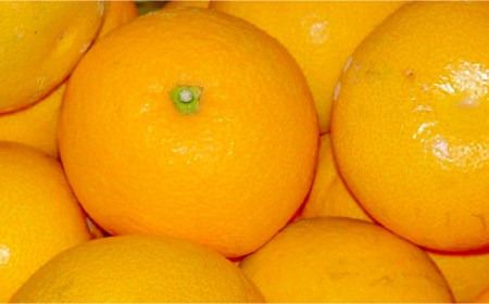 【2026年1月?発送】八朔（10Kg）（L?2L込） / みかん みかん みかん / 南島原市 / 日野江 [SCY005]