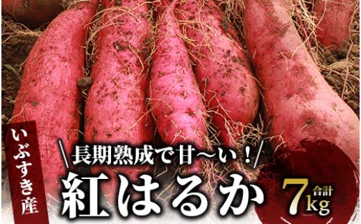 指宿産 紅はるか7kg(アグリスタイル/A-301) 鹿児島 サツマイモ 薩摩芋 指宿市 焼芋 やきいも 焼きいも スイーツ おやつ デザート