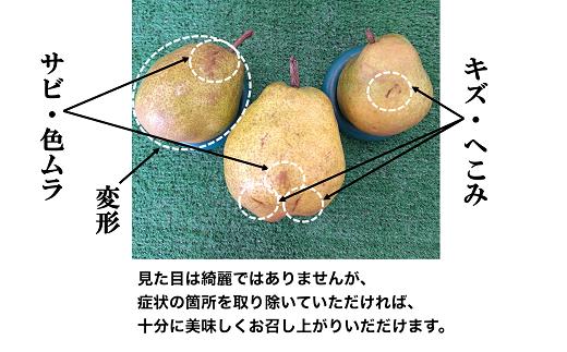 【令和6年産先行予約】 〈訳あり品 家庭用〉 ラ・フランス 
