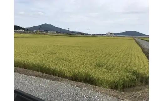 先行予約 令和8年産 新米 ひとめぼれ 玄米10kg ひとめぼれ