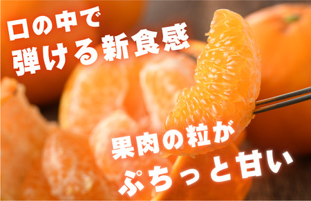 【先行予約】はるみ 5kg S～2L【KB02530】2027年1月中旬～2月中旬順次発送予定 みかん たっぷり 5kg 期間限定 国産 人気商品 定番商品 特産品 みかん 柑橘 フルーツ 果物 ギフ