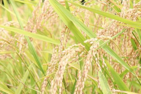 【玄米】【令和6年産】名物農家こだわりの特別栽培米 あきたこまち 4kg(2kg×2袋)