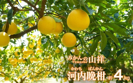 数量限定 先行予約 贈答用 河内晩柑 4kg （ 2L サイズ ） みかん 蜜柑 かわちばんかん 愛南ゴールド 果物 フルーツ 柑橘 ゼリー ジュース ギフト 贈答 プレゼント 贈り物 ビタミン 健康