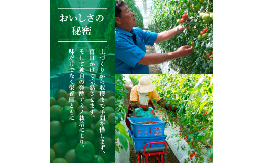 【先行予約】フルーツトマト 訳あり 約1kg <2027年1月〜発送> 