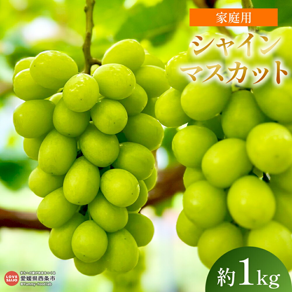 【ふるさと納税】＜シャインマスカット 家庭用 約1kg（2房）＞※2026年5月上旬から8月中旬迄に順次出荷します。 マスカット ブドウ ぶどう 葡萄 種無し 果物 フルーツ スイーツ 旬 ご自宅用 キッチンアトリエカルモ 愛媛県 西条市【冷蔵】