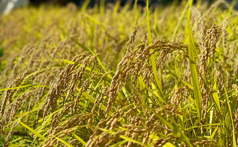 新米 令和7年 新潟県産 棚田米 コシヒカリ 5kg 5キロ 米 上越市 清里区 厳選 こしひかり 白米 精米 