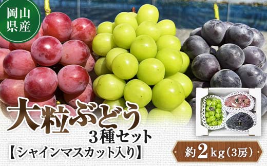 先行予約 2024年10月発送開始予定 岡山県産 大粒ぶどう3種セット シャインマスカット入り TY0-0333