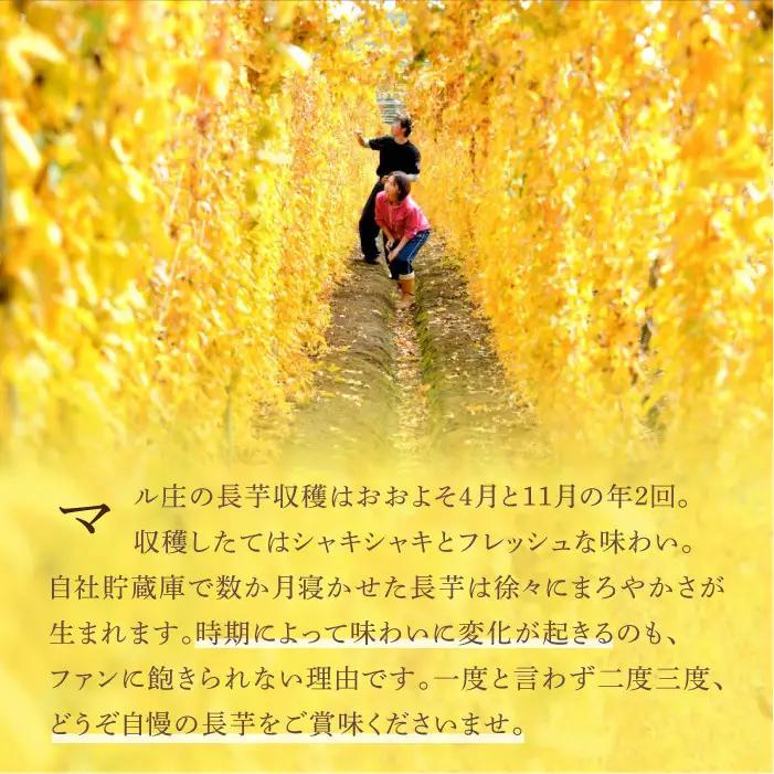 2026年12月上旬より発送！食べたいときにすぐ使える 真空パック長芋（800g）｜訳あり 国産野菜「マル庄」