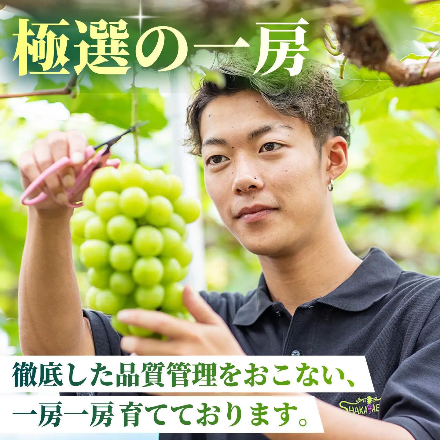 【訳あり】 シャインマスカット 約700g(1～2房)  マスカットフルーツ 果物 ぶどう【合同会社 社方園】[ZBZ027]