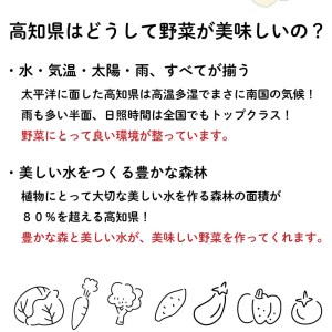 定期便 6回 野菜 セット 8品程度 旬の野菜セット きゅうりトマト なす ピーマン キャベツ 白菜 ほうれん草 山菜 オクラ ブロッコリー みょうが いちご みかん 文旦 びわ 梨 やまもも 高知県