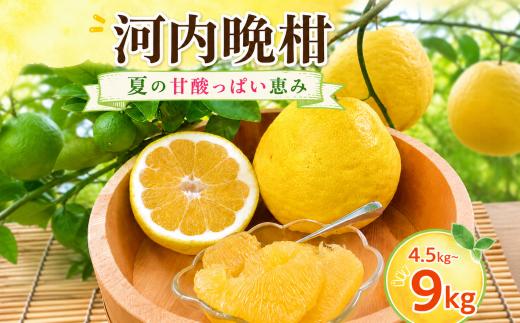 河内晩柑 4.5kg 家庭用 龍馬がゆく園芸