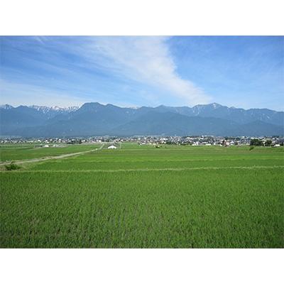 ふるさと納税 池田町 池田町産 はぜ掛け米 コシヒカリ　金の鈴米3kg |  | 01