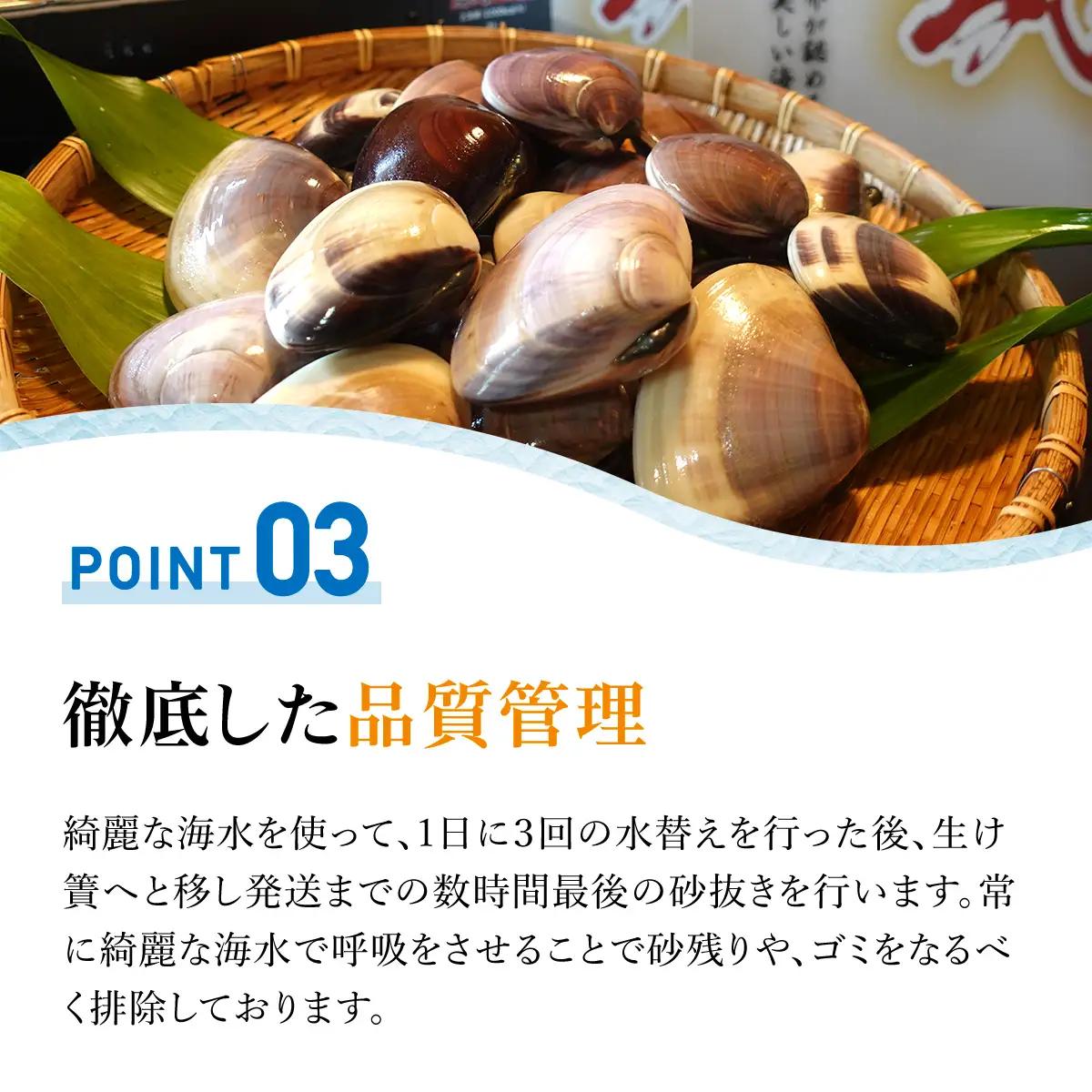 【千葉県ブランド認定】天然大粒活はまぐり（中玉）《3㎏》ギフトBOX付き／ふるさと納税 はまぐり ハマグリ 蛤 貝類 魚介 海鮮 お吸い物 パスタ パエリア お歳暮 贈答 お祝い 千葉県 山武市 SM