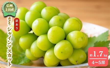 【2026年産】 訳ありシャインマスカット1.7kg ぶどう 葡萄 ブドウ マスカット 果物 くだもの フルーツ デザート 旬の果物 旬のフルーツ 長野