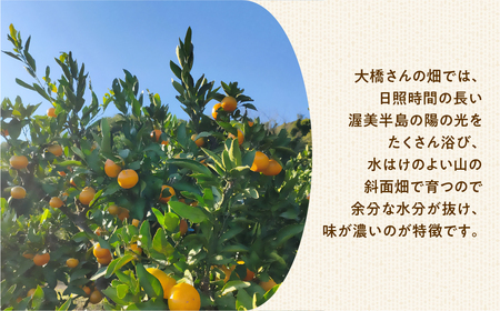 【12月お届け】大橋農園の ご家庭用 温州みかん 5kg みかん 温州みかん ミカン 蜜柑 柑橘 柑橘類 フルーツ 果物 旬 訳あり ワケアリ 訳アリ 愛知県 田原市 渥美半島