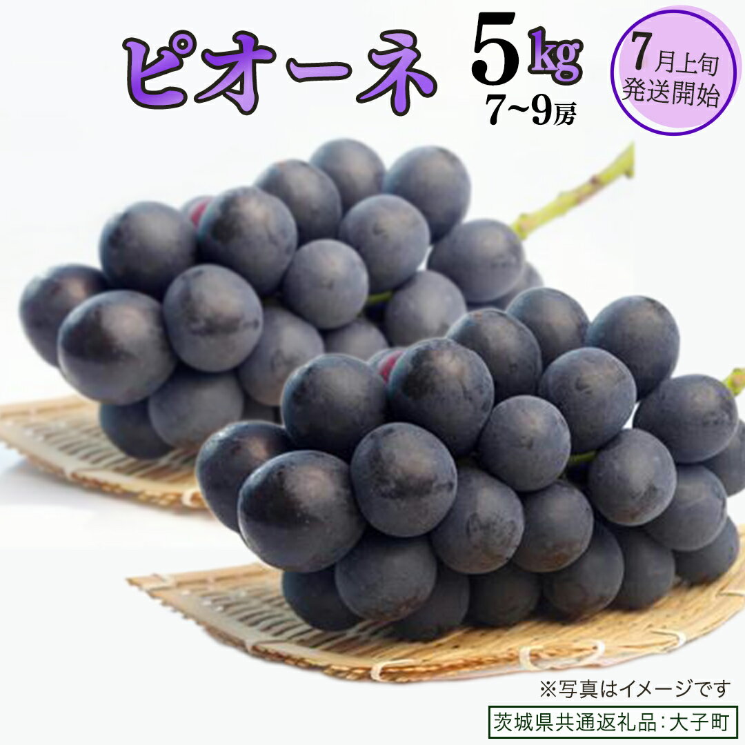【ふるさと納税】ピオーネ 5kg ( 7～9房 )【2026年7月上旬発送開始】(茨城県共通返礼品：大子町) ブドウ ぶどう 葡萄 巨峰 マスカット 果物 フルーツ 果実