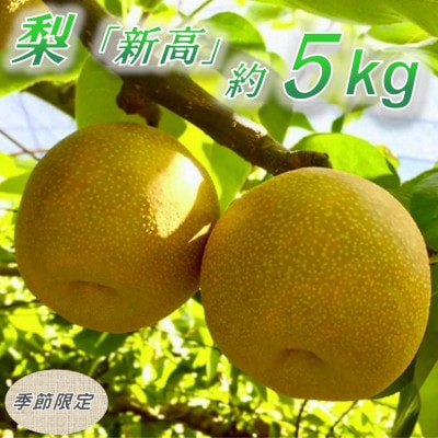 【数量限定】館山齊藤果樹園の完熟梨「新高(にいたか)」6〜9個【1534578】