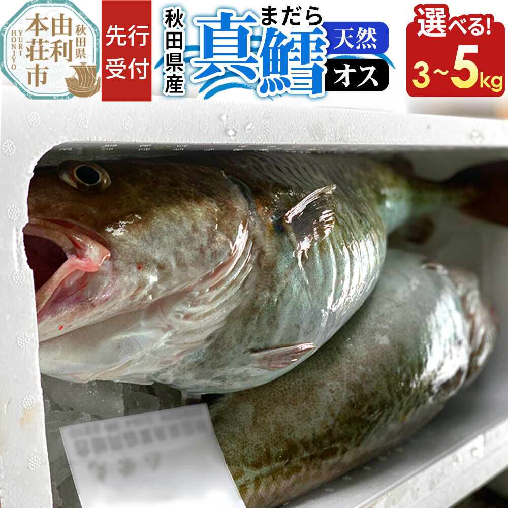【ふるさと納税】《先行受付》真鱈 【オス】【選べる容量：3kg／4kg／5kg】天然 漁師直送（配送期間 11月上旬〜2月下旬）マダラ タラ 高級魚 たら まだら 魚 [マダラ タラ 真鱈 高級魚 たら まだら 魚 恭栄丸 秋田]