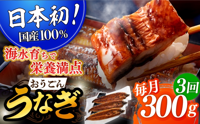 
            ＜全3回定期便＞【日本初！海水で養殖】長崎県産おうごん うなぎ 計900g（約300g×3回）平戸市 / 松永水産 うなぎ 鰻 ウナギ 土用丑の日 九州産 蒲焼 かばやき   [KAB138]
          