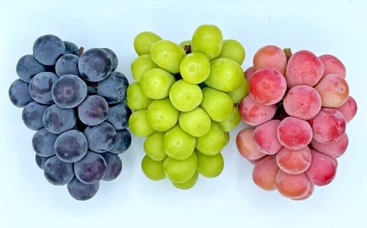 【 3回定期便 】 大粒ぶどうの詰合せ 約2kg×3回 計約6kg シャインマスカット マスカット ブドウ ぶどう 葡萄 果物 くだもの ピオーネ クイーンニーナ 定期便 詰合せ 大粒 【 2026年