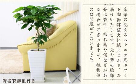 【観葉植物】コーヒーの木 7号 ホワイトスクエア陶器G 土の表面:ウッドチップ ｜観葉植物 インテリア 部屋 おしゃれ 福岡県筑前町 送料無料
