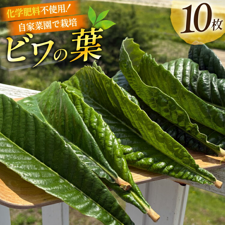 【ふるさと納税】 ビワの葉 10枚 100g以上 [海洋館 宮城県 気仙沼市 20565792] 葉 ビワ びわ 葉っぱ