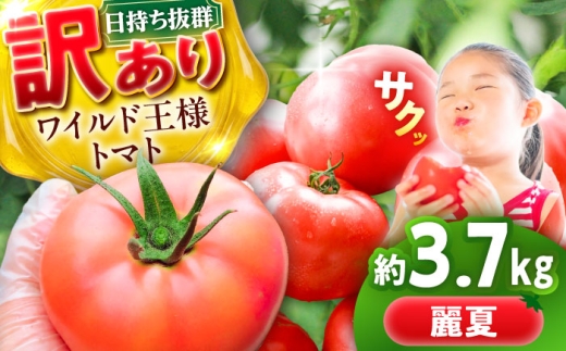【 訳あり 】トマト ワイルド王様トマト 3.7kg 【7月上旬から順次発送】 / トマト とまと tomato 野菜 果物 やさい フルーツ 先行予約 産地直送 農家直送 鮮度 新鮮 栄養 お弁当 トマト とまと A級 A級品 麗夏 ギフト プレゼント トマトジュース 野菜 やさい サラダ とまと トマト 箱入り 3.7キロ 国産 / 恵那市 / 阿部農園 [AUGA008]