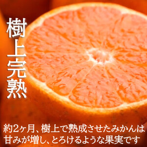2025年1月より発送【先行受付】訳あり・ご家庭用　どの坂果樹園の熟成早生みかん　約5kg【1556451】