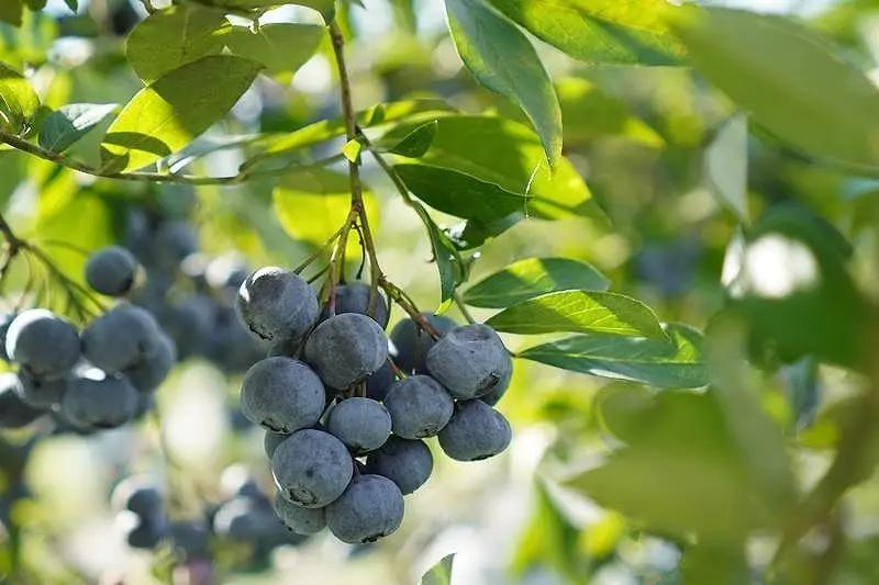 【2027年 予約受付】樹上完熟 フレッシュ ブルーベリー （無農薬・殺虫剤不使用） 500g （125g×4）