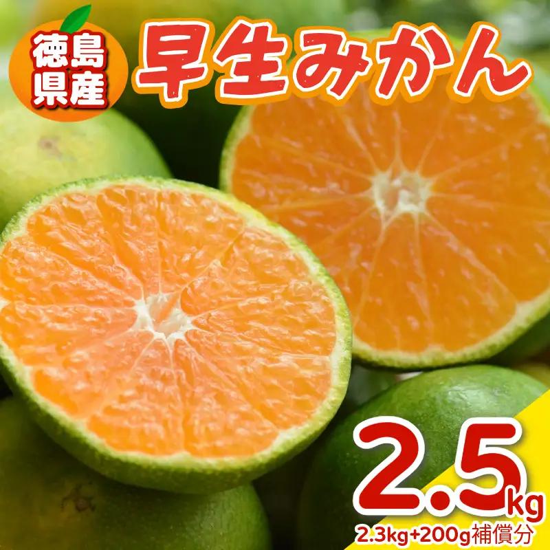 みかん 早生みかん 2.5kg 柑橘 フルーツ 果物