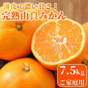 【ふるさと納税】★薄皮で濃い甘さ！完熟由良みかん【ご家庭用】7.5kg×1箱（混サイズ）和歌山県由良産 | みかん 和歌山 完熟 薄皮 濃厚 甘い 家庭用 サイズ混合 おまかせ 7.5kg 和歌山県 由良町 柑橘 くだもの 果物 フルーツ 故郷 ふるさと納税