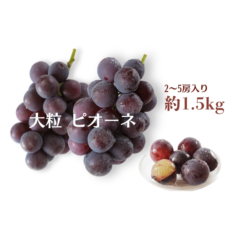 大粒 ピオーネ 約1.5kg ぶどう  フルーツ 果物 
