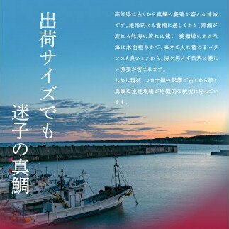 KYF117　海鮮「真鯛の漬け丼の素」1食80g×5P＋「訳ありカツオのたたき」600g以上《迷子の真鯛を食べて応援 養殖生産業者応援プロジェクト》 応援 惣菜 そうざい冷凍 保存食 小分け パック 