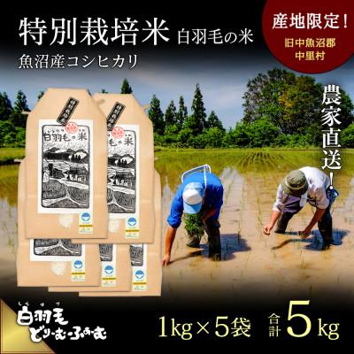 ふるさと納税 十日町市 令和7年産　農家直送!魚沼産こしひかり　特別栽培米「白羽毛の米」精米1kg×5袋