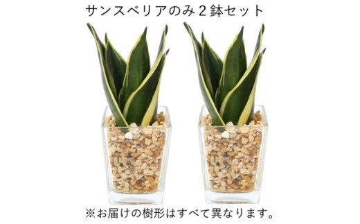 【観葉植物】土を使わないで清潔なミニ観葉植物 ゼオライト植え・ガラス鉢 スクエア形 2鉢セット（サンスベリア）【AG049VC02】