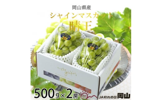 ＜2025年7月発送＞岡山県産　シャインマスカット　晴王　500g×2房【1365933】