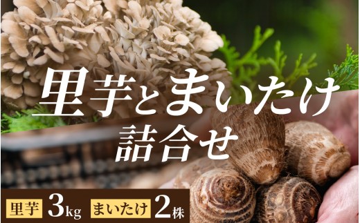 【先行予約】上庄の里芋【土付】3kgと九頭竜まいたけ1株の【大野の逸品、贅沢な詰合せ】上庄 里芋 野菜 根菜 舞茸 まいたけ 九頭竜 