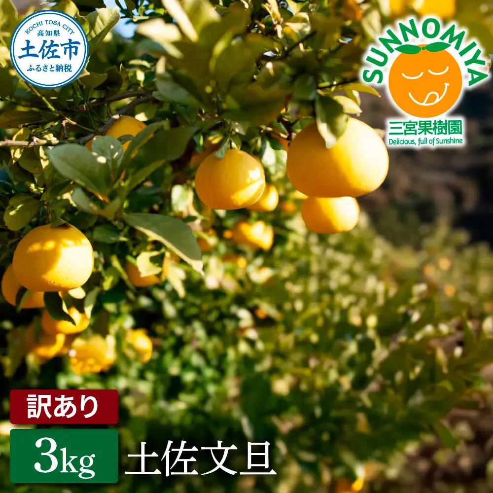 【先行予約】三宮果樹園の土佐文旦 訳あり 3kg〈2027年2月14日から2027年3月15日発送〉高知県 土佐市【三宮果樹園】[BQAP006]