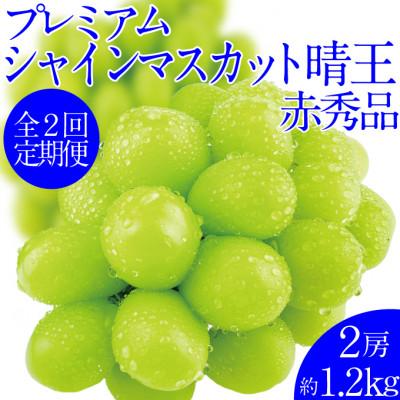 ふるさと納税 岡山市 【発送月固定定期便】2026年9月より発送 プレミアムシャインマスカット晴王 2房約1.2kg全2回