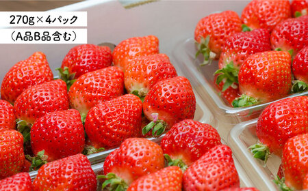 [先行予約*2025年1月より順次発送]  糸島の美味い あまおう 270g × 4パック (A品B品含むS〜5L 糸島市 / 磯本農園 / TANNAL [ATB004] いちご 苺 イチゴ