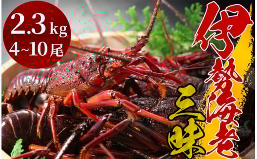 豪華伊勢海老三昧　【 いせえび 伊勢海老 伊勢海老 鮮魚 海老 えび 人気 名産 高級 おすすめ 数量限定 贈答 静岡県 南伊豆 伊豆 】　<AM-18>