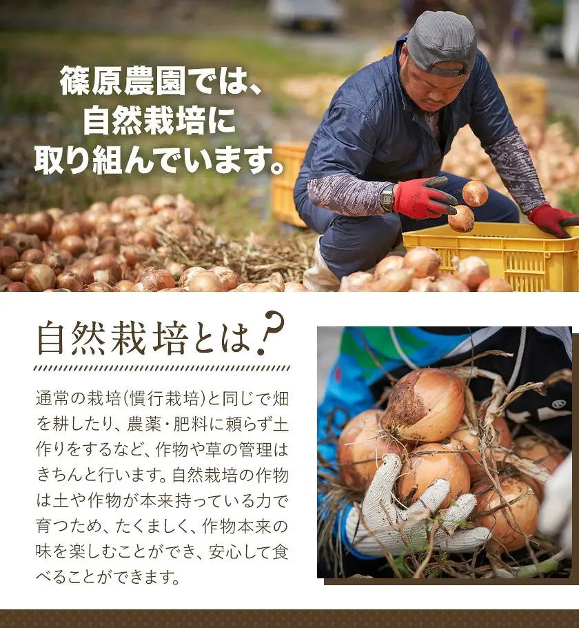玉ねぎ 節減対象農薬 当地比5割減 サラダ玉ねぎ (中サイズ) 3kg 篠原農園