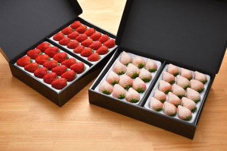 白いちご 紅ほっぺ 1600g いちご 苺 白いちご